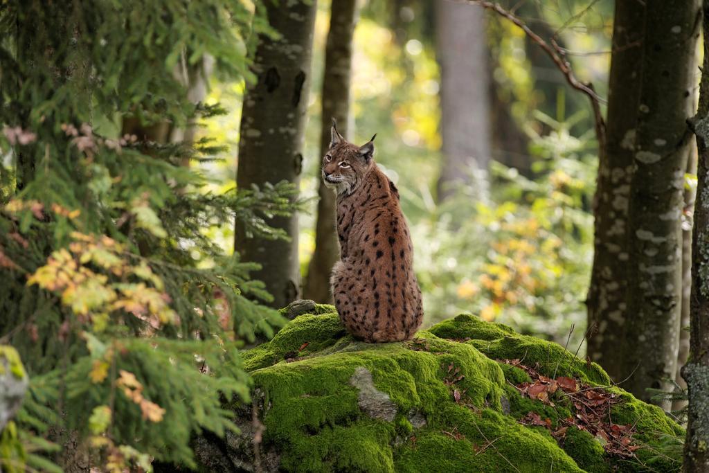 Ferienwohnung Im Landhaus Am Nationalpark Ludwigsthal Buitenkant foto
